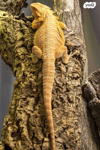 תמונת מודעה - חיות מחמד