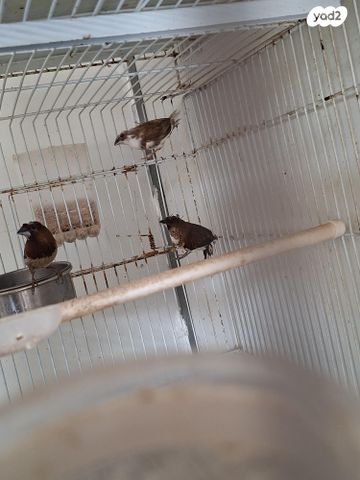 תמונת מודעה - חיות מחמד