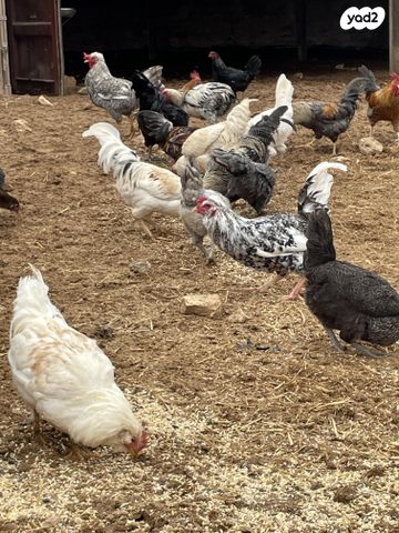 תמונת מודעה - חיות מחמד