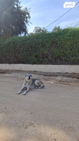 תמונת מודעה - חיות מחמד
