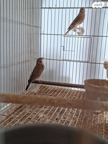 תמונת מודעה - חיות מחמד