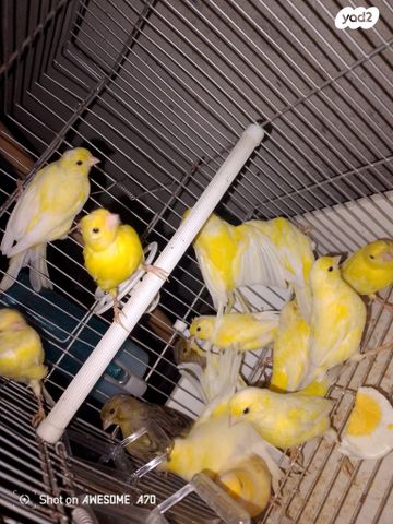 תמונת מודעה - חיות מחמד