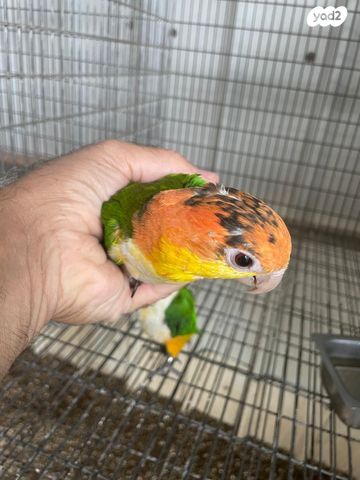 תמונת מודעה - חיות מחמד