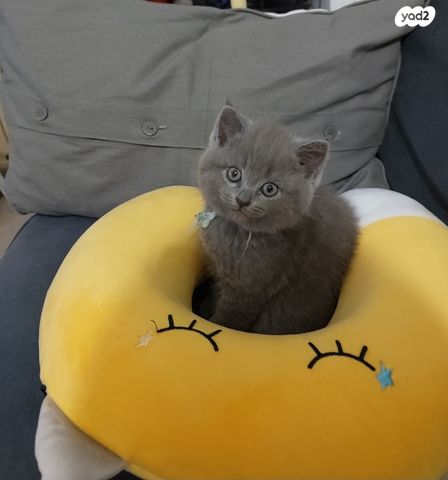 תמונת מודעה - חיות מחמד