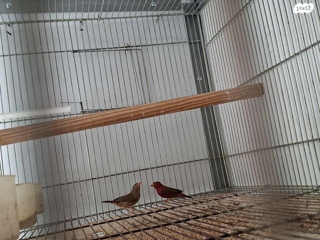 תמונת מודעה - חיות מחמד