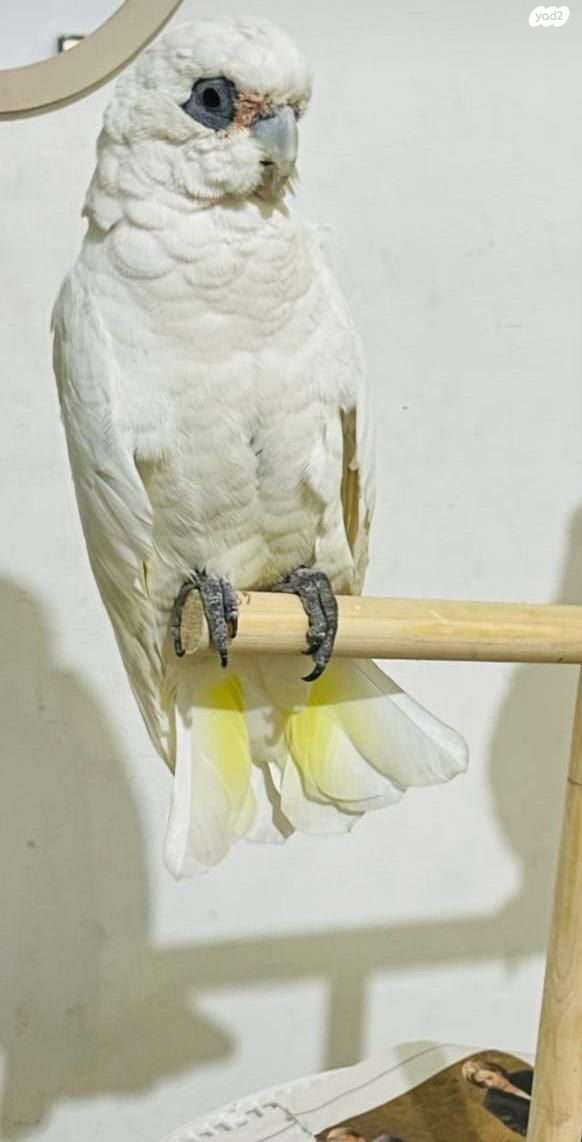 תמונת מודעה - חיות מחמד