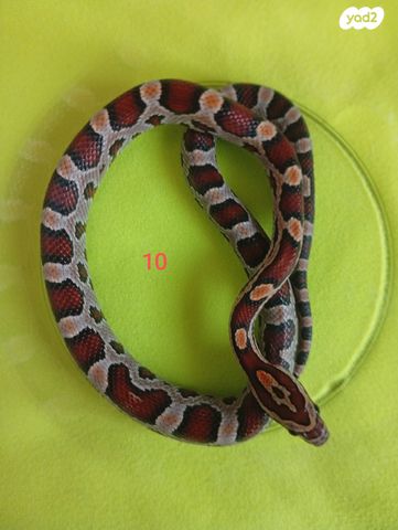 תמונת מודעה - חיות מחמד