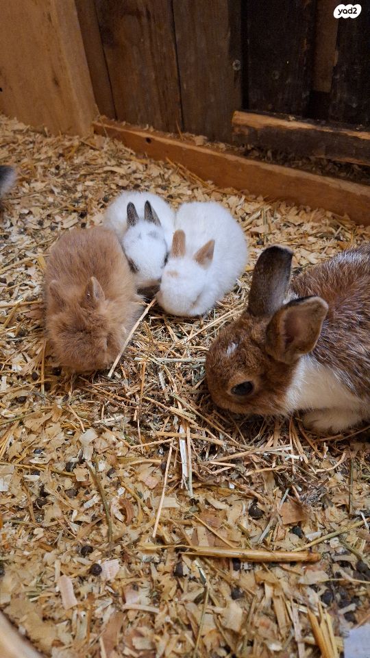 תמונת מודעה - חיות מחמד