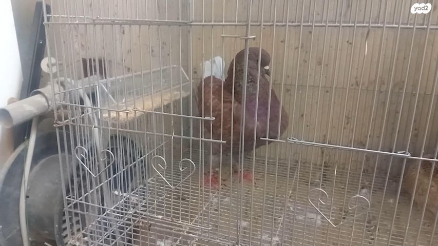 תמונת מודעה - חיות מחמד