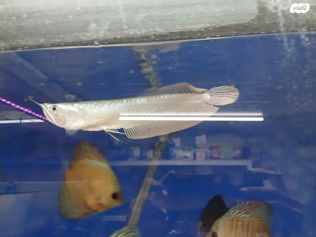 תמונת מודעה - חיות מחמד