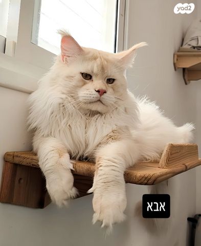 תמונת מודעה - חיות מחמד