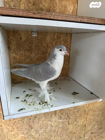 תמונת מודעה - חיות מחמד