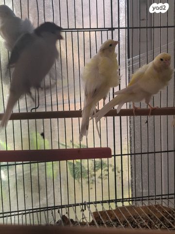 תמונת מודעה - חיות מחמד