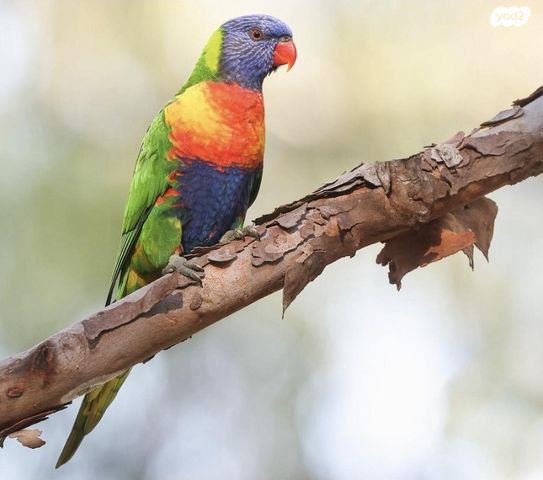 תמונת מודעה - חיות מחמד