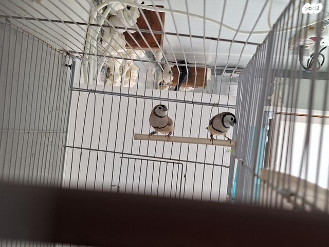 תמונת מודעה - חיות מחמד