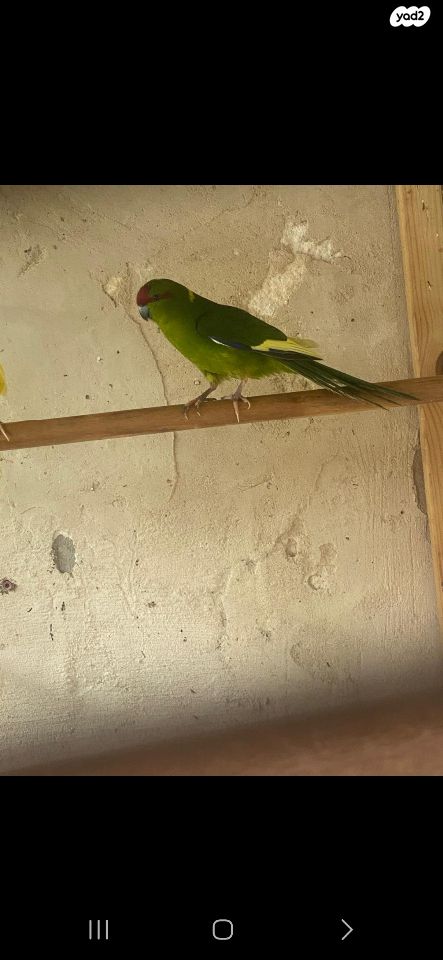 תמונת מודעה - חיות מחמד