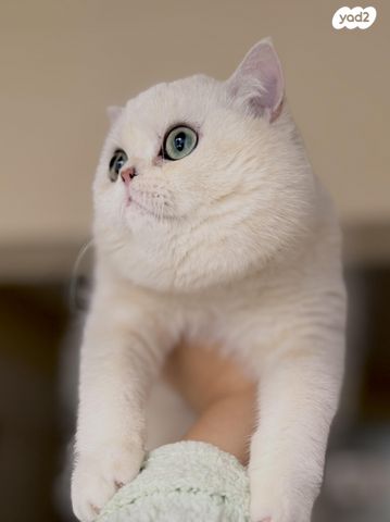 תמונת מודעה - חיות מחמד