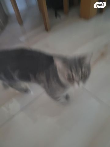 חתול אקזוטי קצר שיער