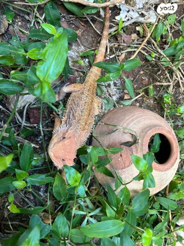 תמונת מודעה - חיות מחמד