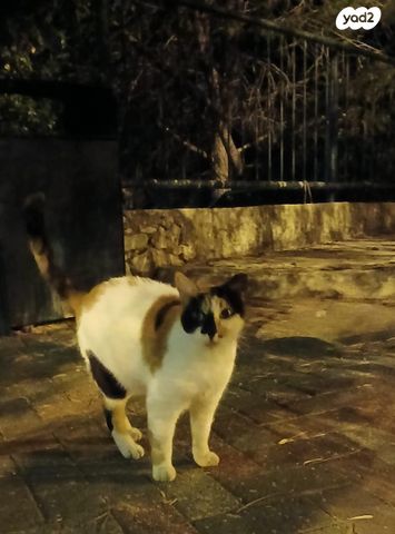 תמונת מודעה - חיות מחמד