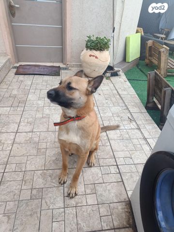 תמונת מודעה - חיות מחמד