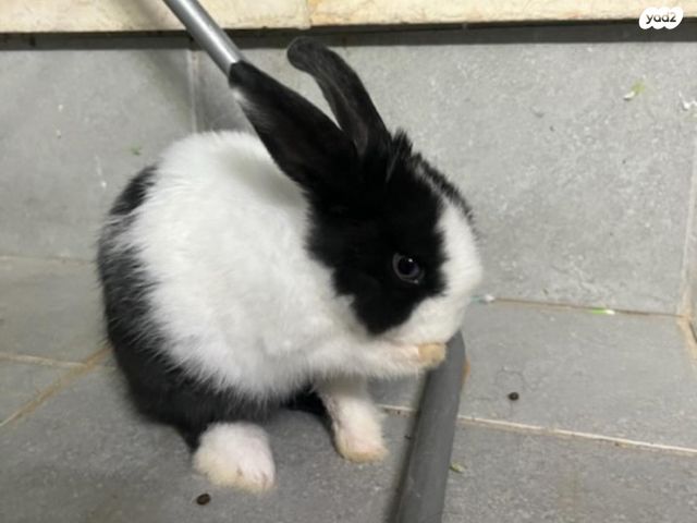 תמונת מודעה - חיות מחמד