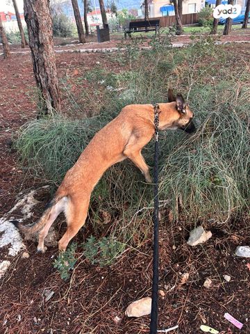 כלב רועה בלגי