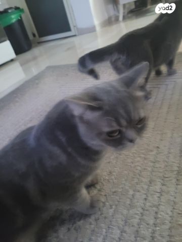 חתול אקזוטי קצר שיער