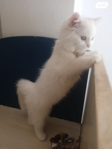 חתול אנגורה