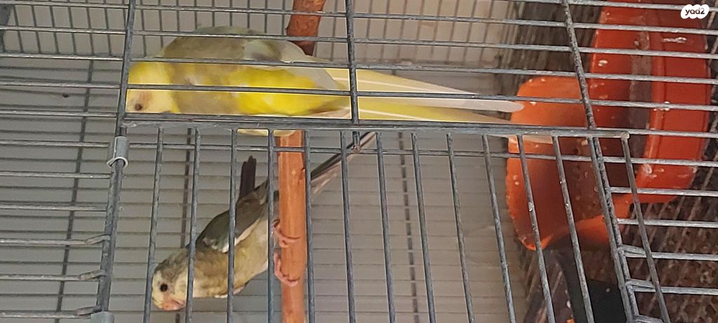 תוכי פרקיטים אוסטרלים