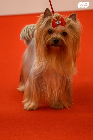 כלב יורקשייר