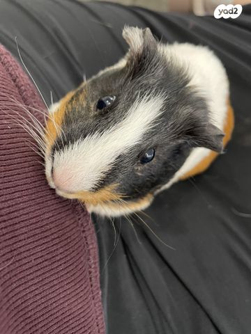 מכרסם שרקן \ קביה