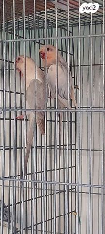 תוכי פרקיטים אוסטרלים