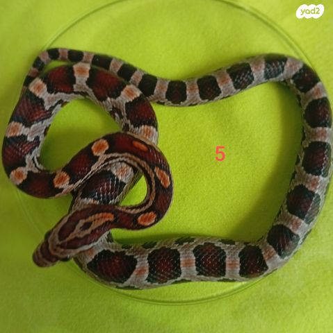 זוחל כרכן תירס