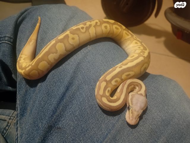 זוחל פיתון מתכדר