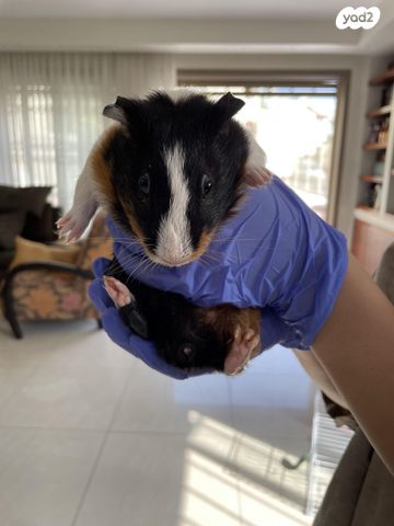 מכרסם שרקן \ קביה