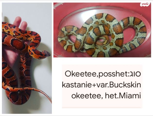 זוחל כרכן תירס