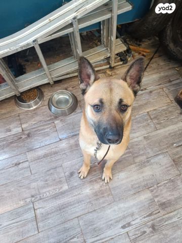 כלב רועה בלגי