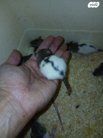 מכרסם חולדה