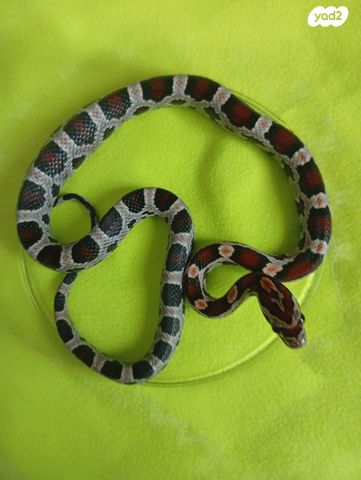 זוחל כרכן תירס