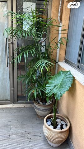 דו משפחתי, ספינת אגוז 31, מול היקב, זכרון יעקב