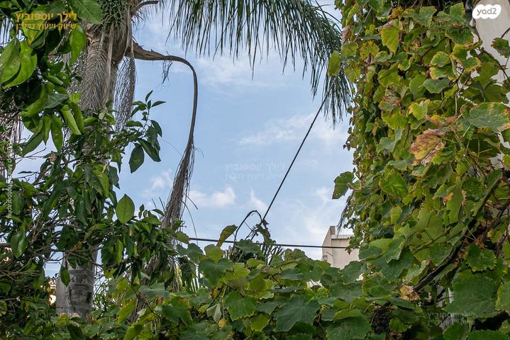 טריפלקס, רות, כרמליה, חיפה