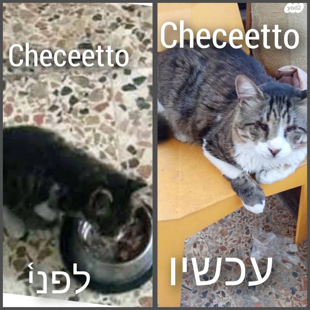 חתול מעורב