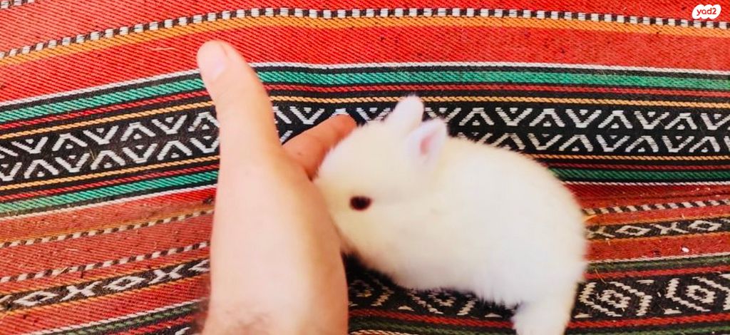 מכרסם ארנב ננסי