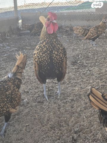 חיית משק מאראנס