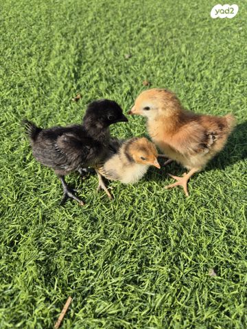 תמונת מודעה - חיות מחמד