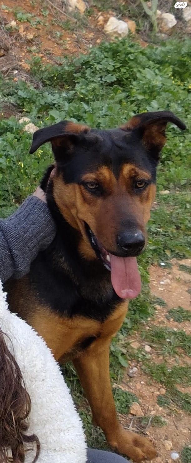 תמונת מודעה - חיות מחמד