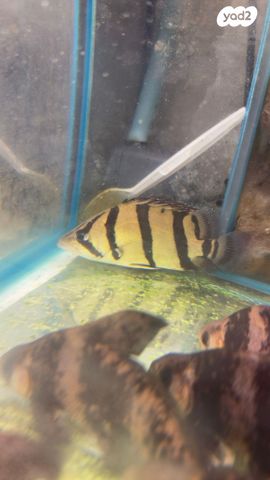 תמונת מודעה - חיות מחמד