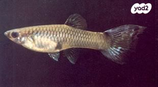 תמונת מודעה - חיות מחמד