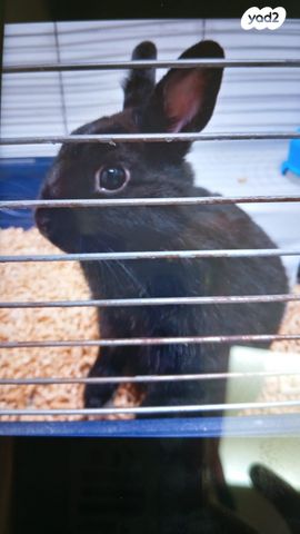 תמונת מודעה - חיות מחמד